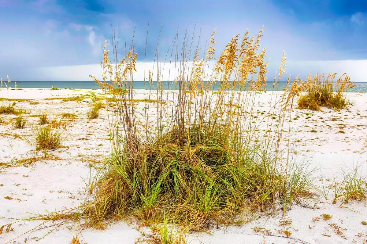 grass on the dunes at Gasparilla Island State Park