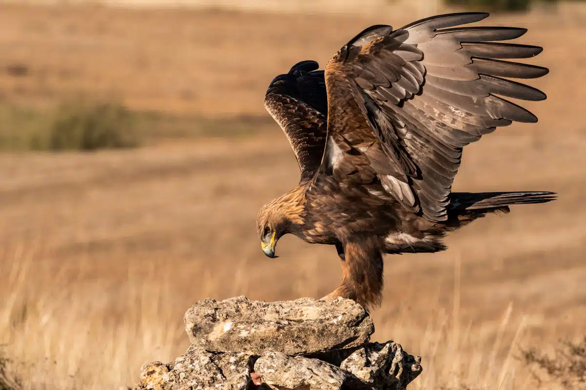 golden eagle at a state park in california