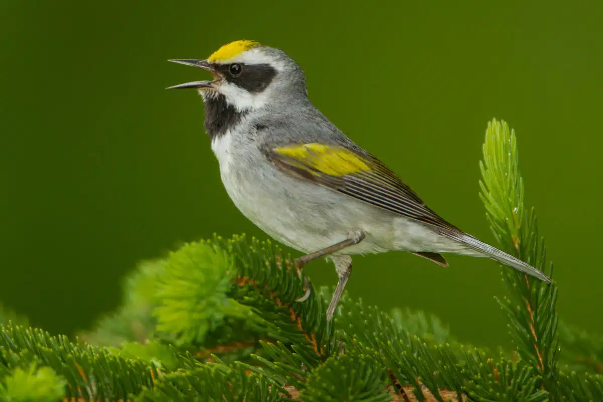a golden winged warbler singing at a state park in North Carolina