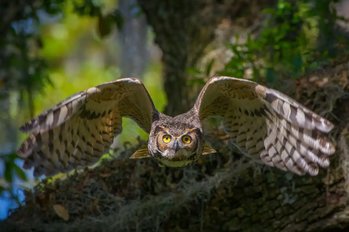 owl flying at a state park in arkansas