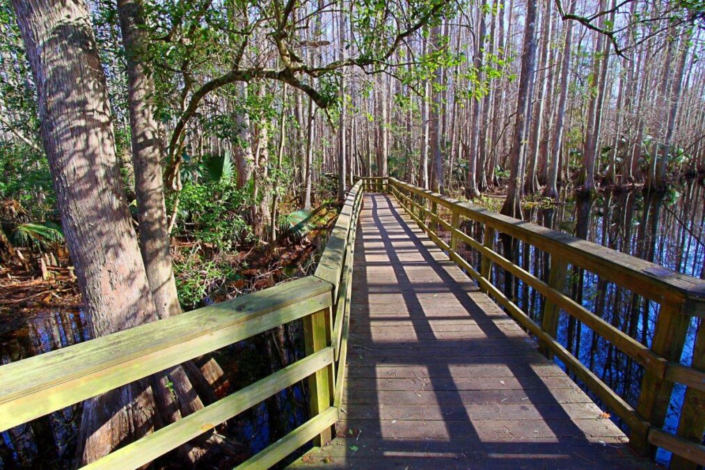 boardwalk through the trees at Highlands Hammock State Park