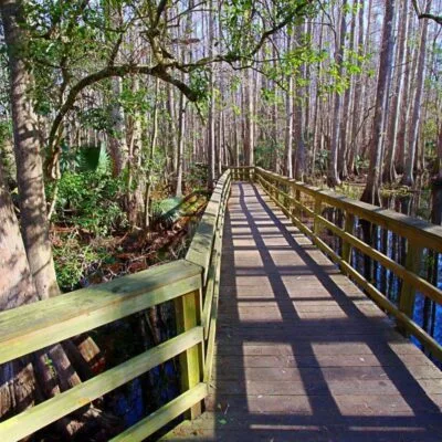 Highlands Hammock State Park