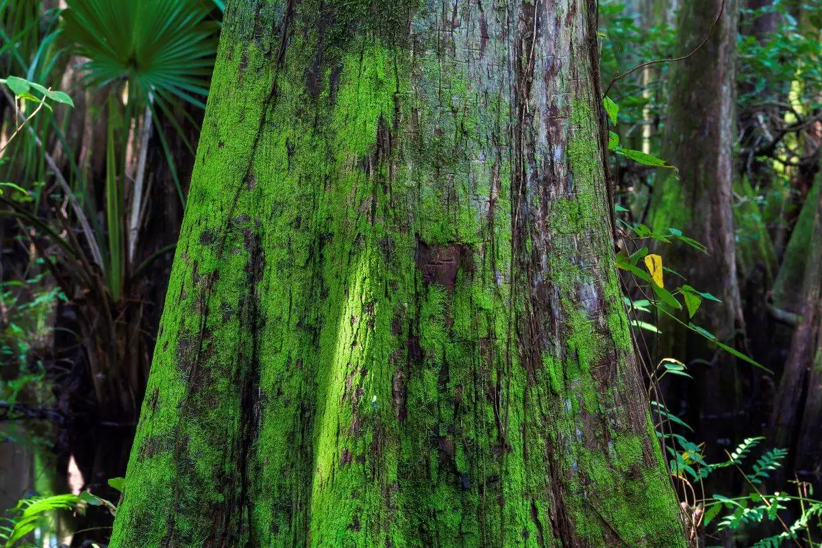 moss on a cypress tree at Highlands Hammock State Park
