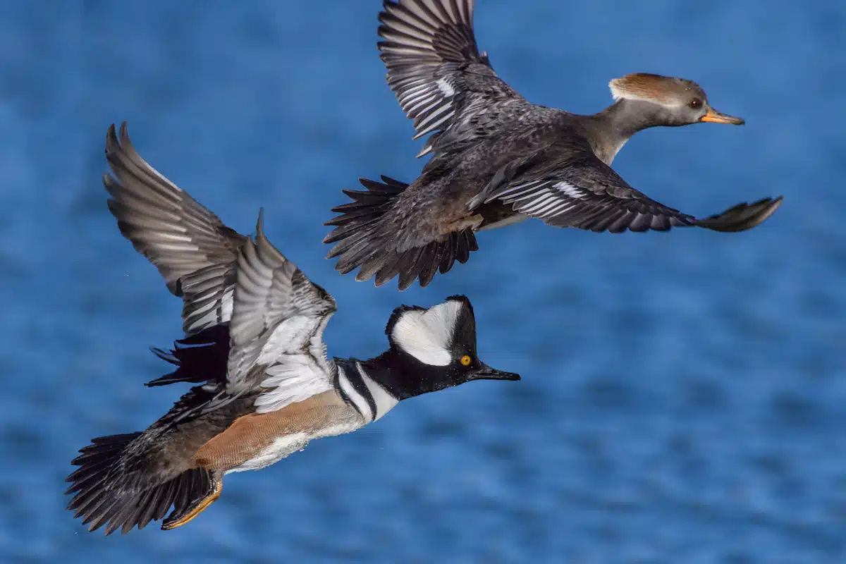 hooded mergansers at a state park in colorado