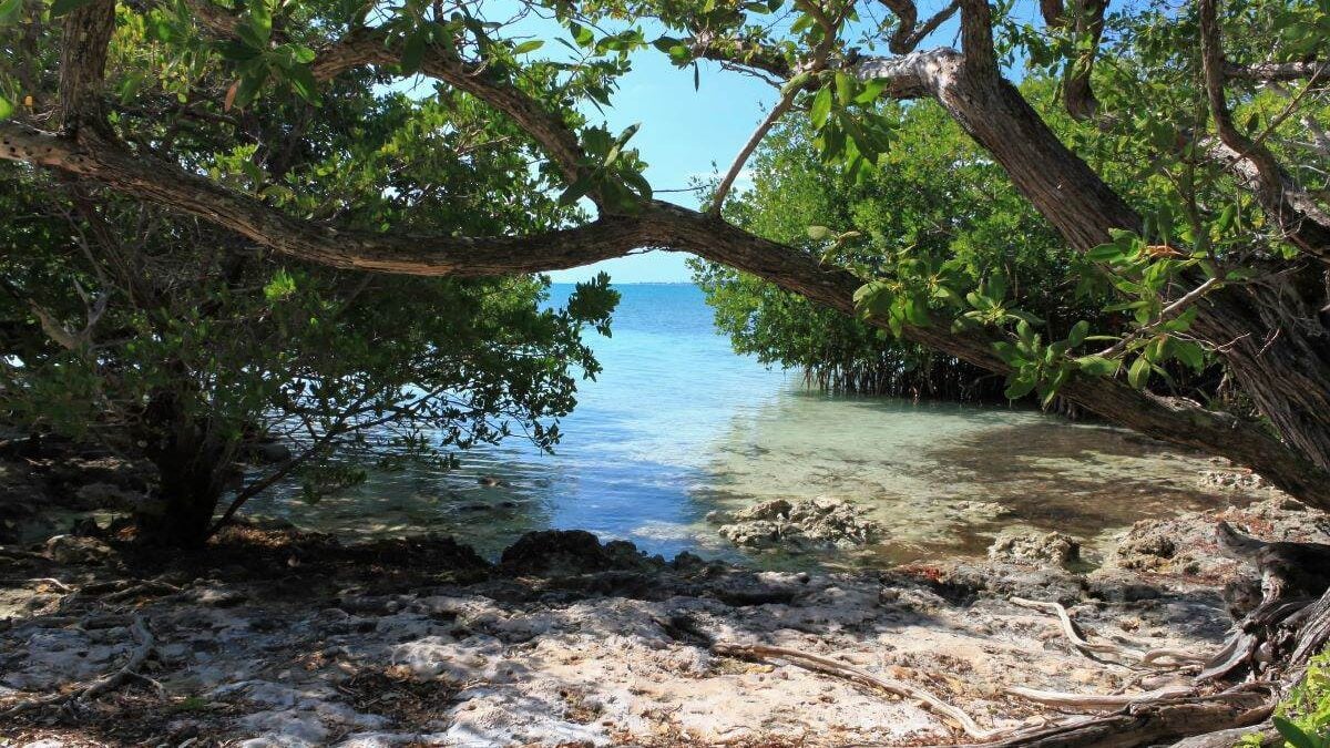 tree in front of the ocean at Indian Key Historic State Park