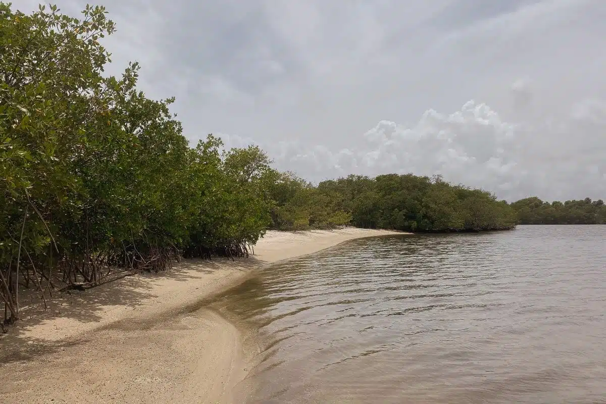 John D. MacArthur Beach State Park 2 trees growing on the beach at John D. MacArthur Beach State Park