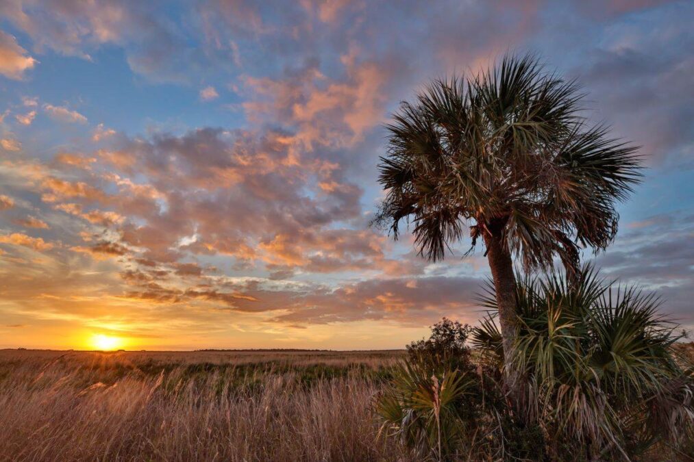 sunset behind palm trees at Kissimmee Prairie Preserve State Park