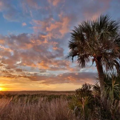 Kissimmee Prairie Preserve State Park