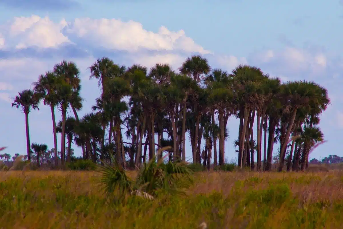 a view of the prairie from military trail at Kissimmee Prairie Preserve State Park