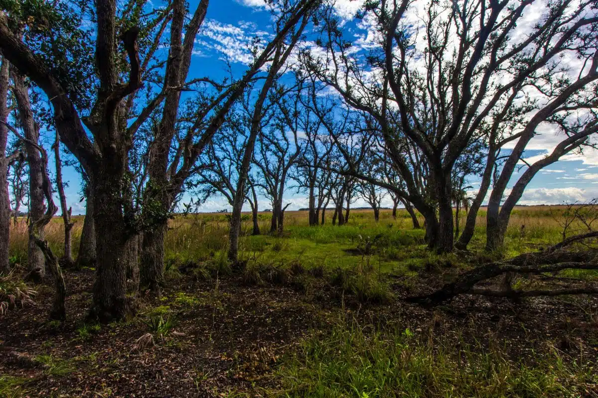 grouping of trees at Kissimmee Prairie Preserve State Park