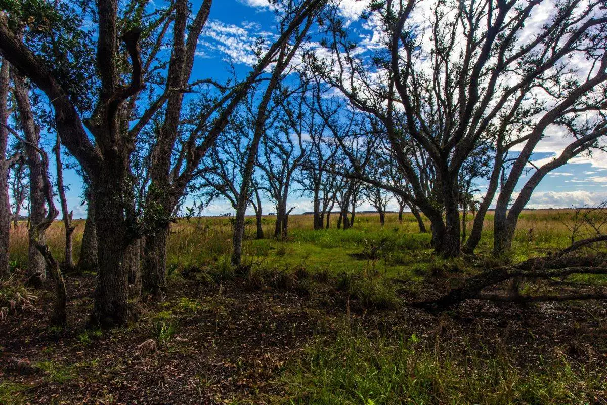 grouping of trees at Kissimmee Prairie Preserve State Park