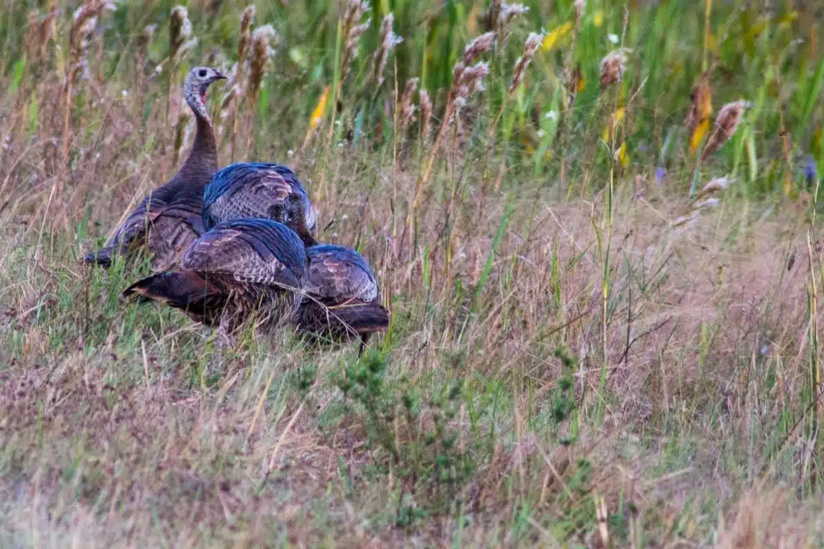 wild turkeys in the grass at Kissimmee Prairie Preserve State Park
