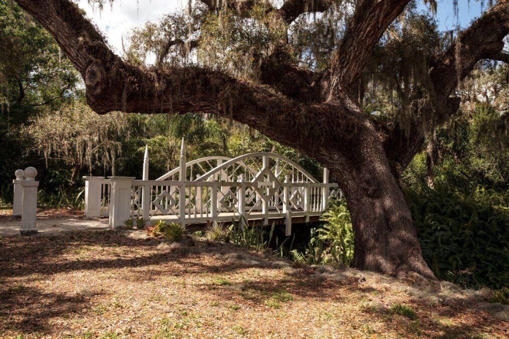 wooden bridge behind an oak tree at Koreshan State Park