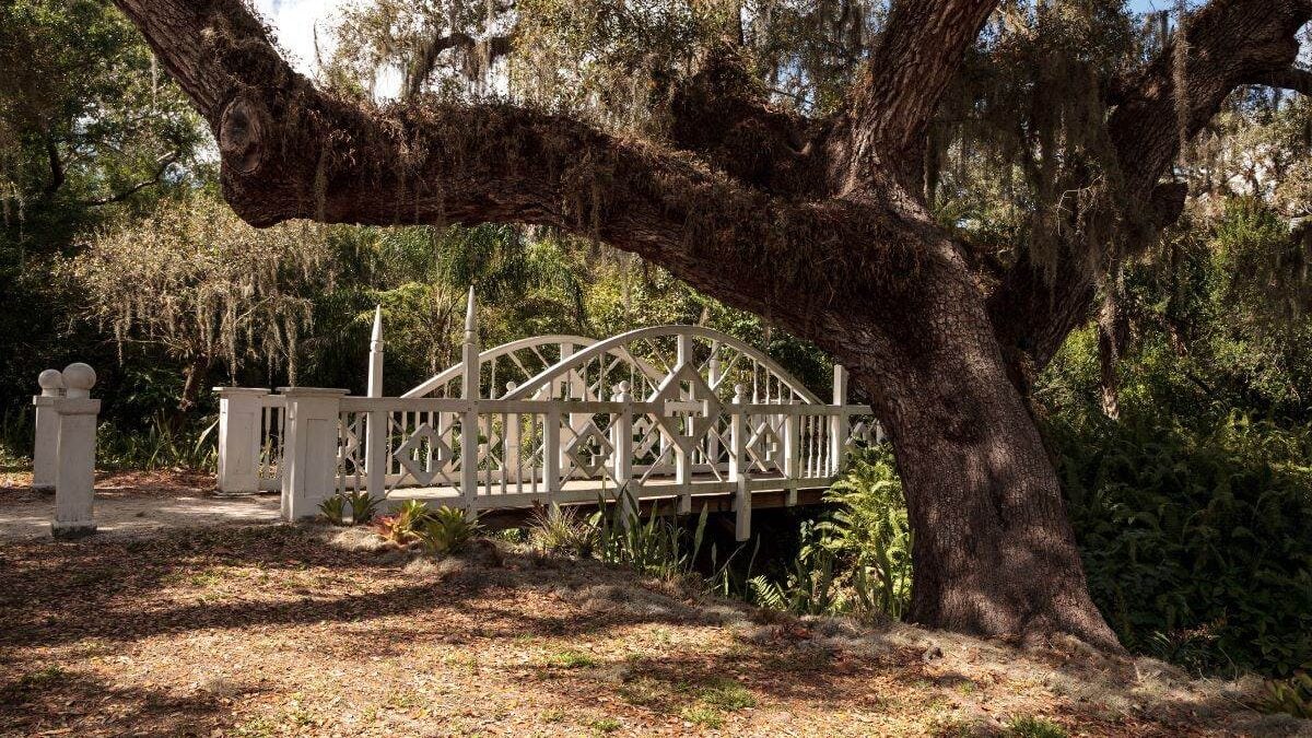 wooden bridge behind an oak tree at Koreshan State Park