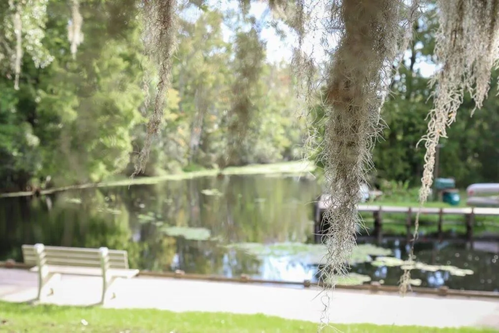 lake griffin behind hanging tree moss at Lake Griffin State Park