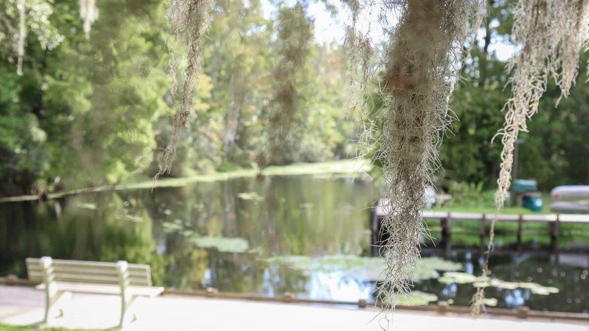 lake griffin behind hanging tree moss at Lake Griffin State Park