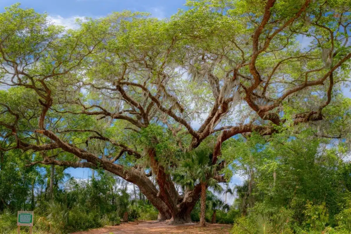 large oak tree at Lake Griffin State Park