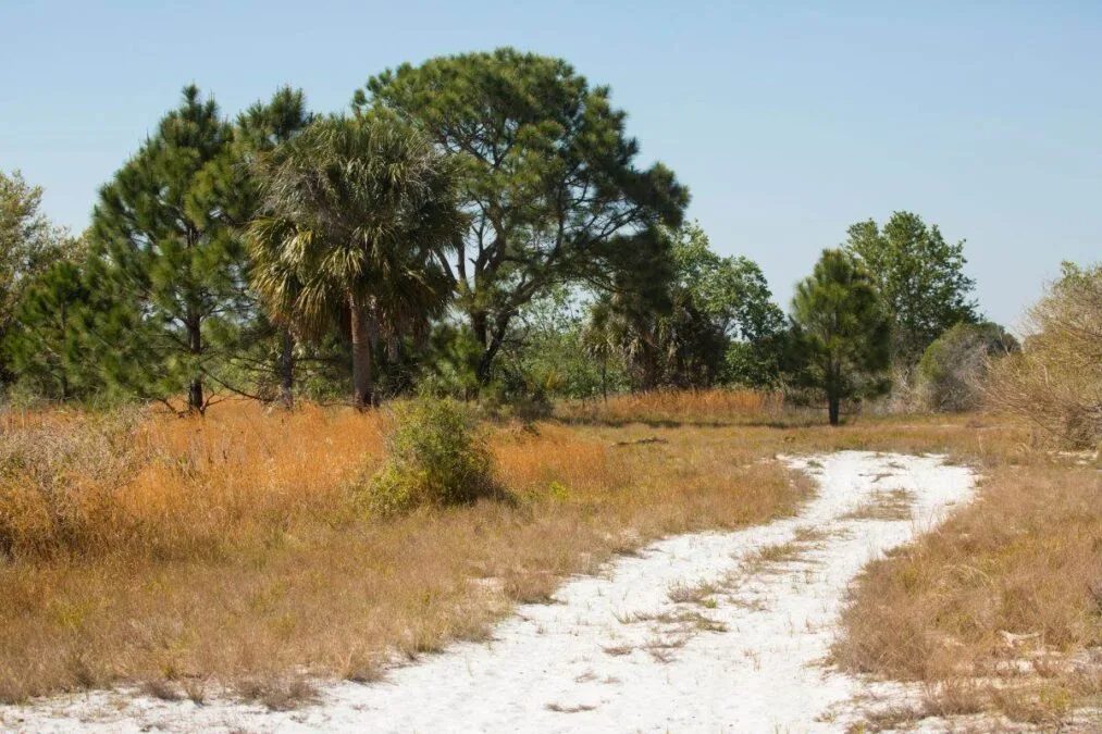 dirt road through Lake Kissimmee State Park