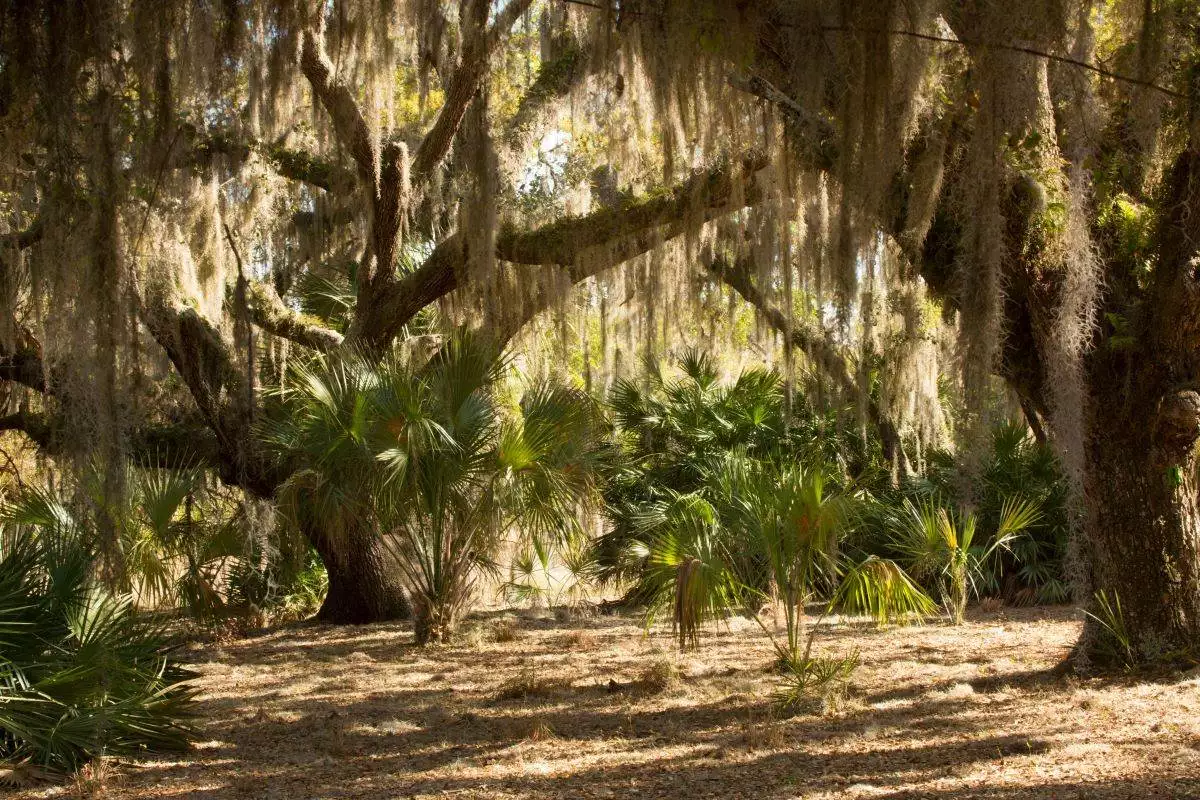 Spanish moss hanging from oak trees at Lake Kissimmee State Park