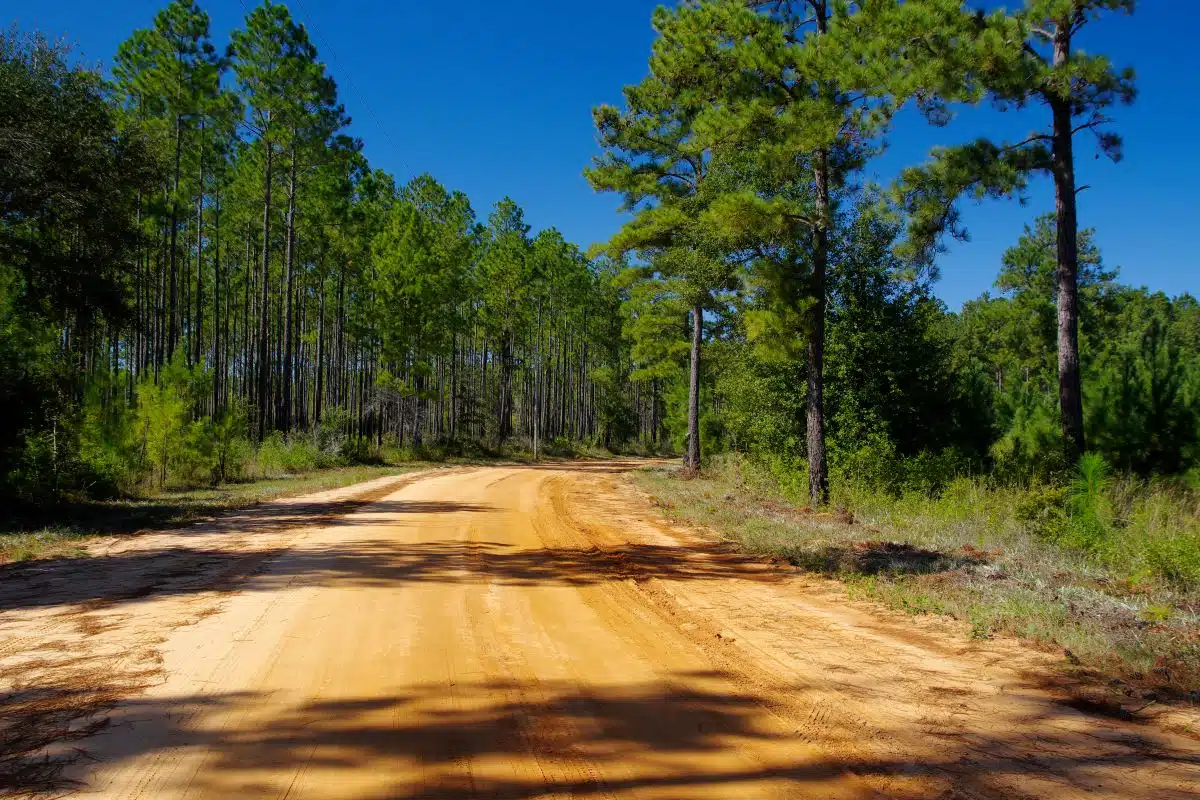 Lake Talquin State Park 4 dirt road through the trees at Lake Talquin State Park