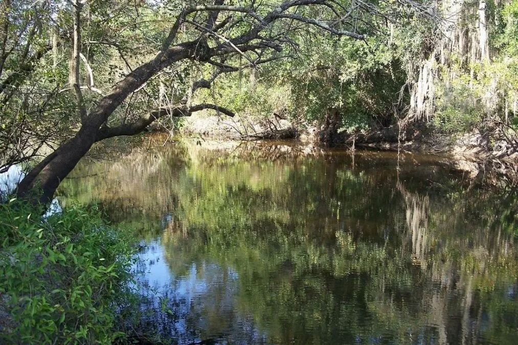 Little Manatee River through the trees at Little Manatee River State Park