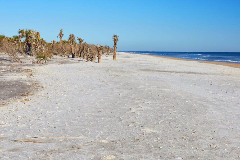 Palm trees on the beach at Little Talbot Island State Park