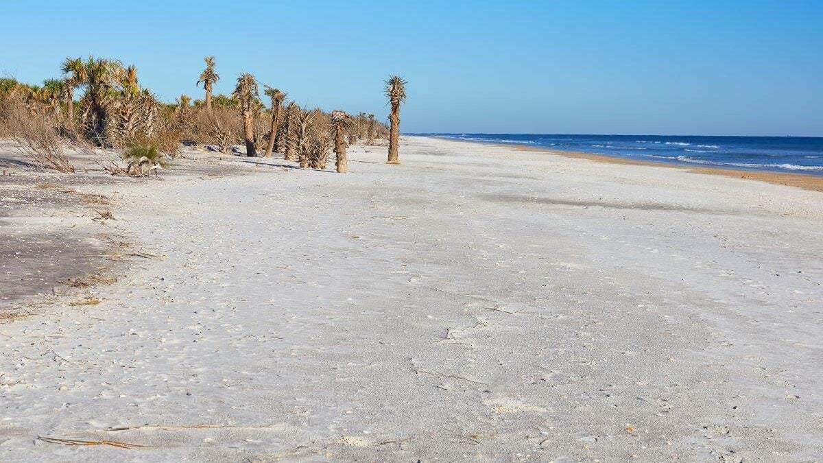 Palm trees on the beach at Little Talbot Island State Park