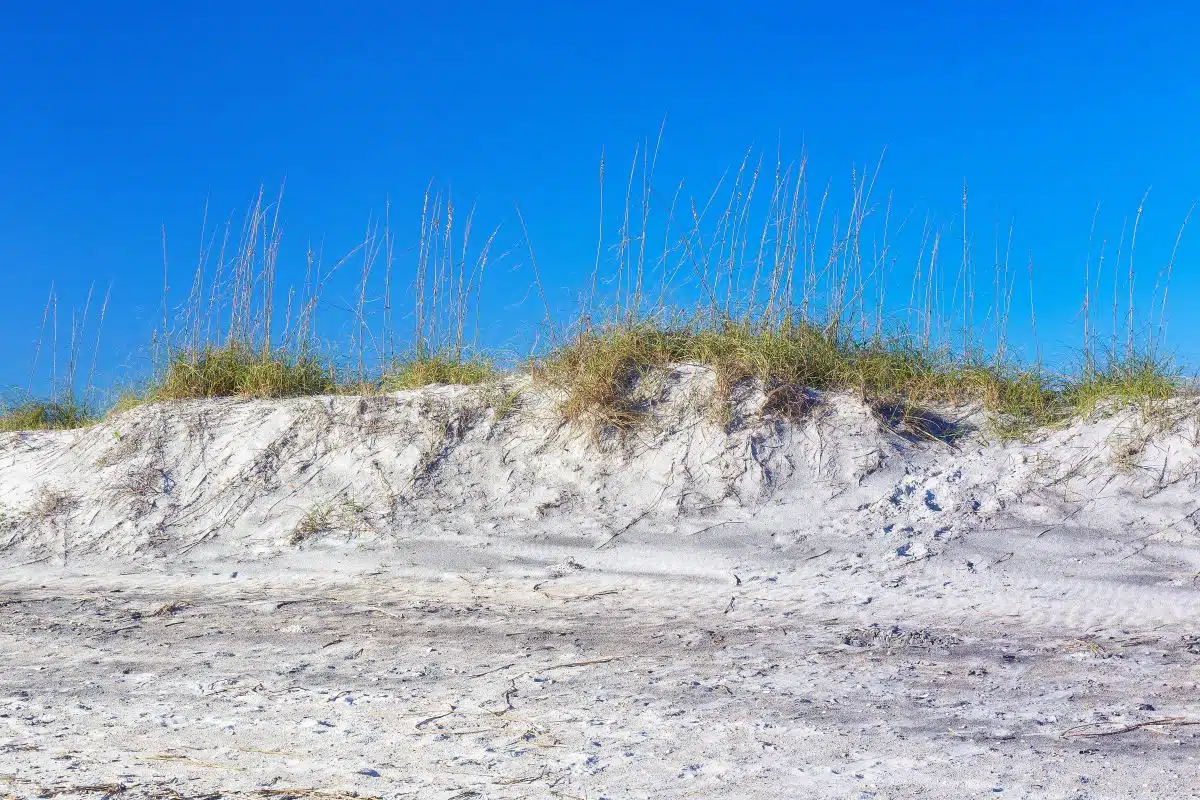 Grass on the dunes at Little Talbot Island State Park