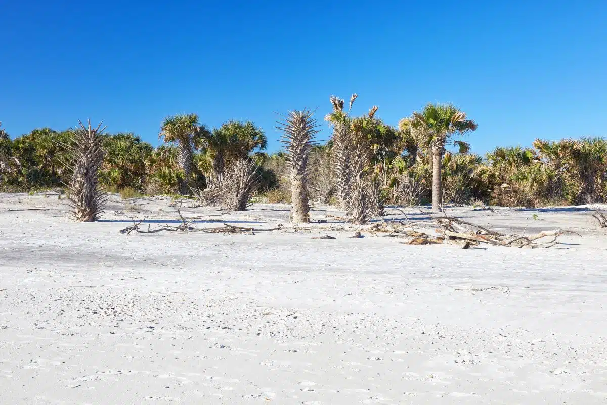 group of palm trees at Little Talbot Island State Park
