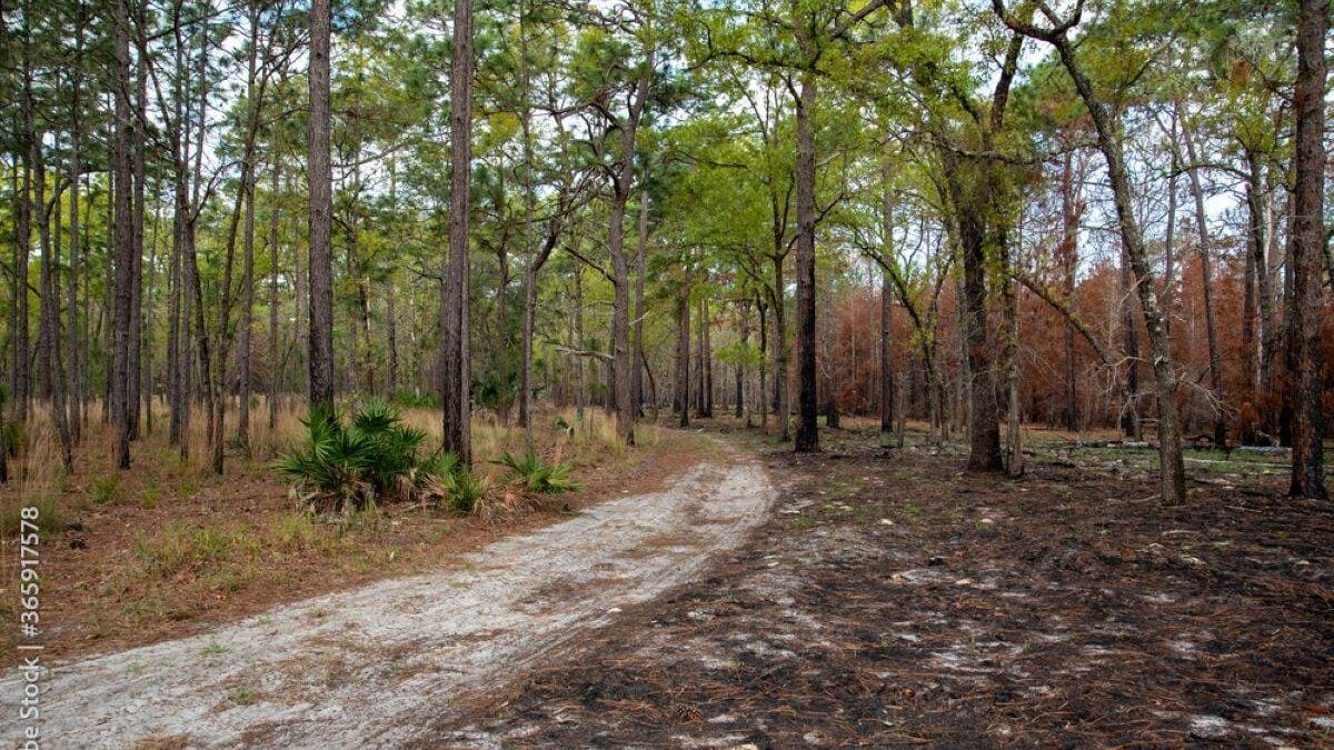 hiking trail through the trees at Lower Wekiva River Preserve State Park