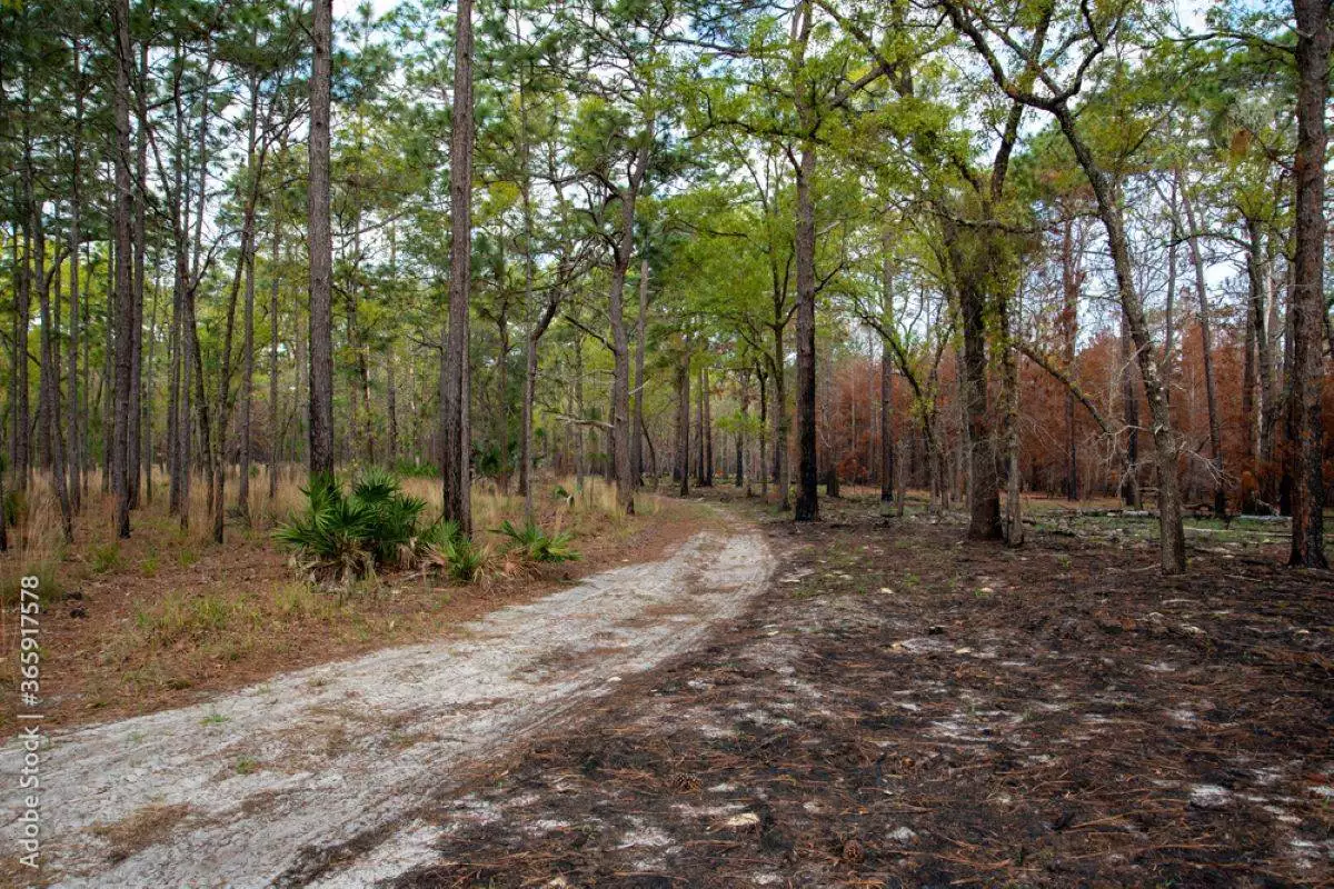 hiking trail through the trees at Lower Wekiva River Preserve State Park
