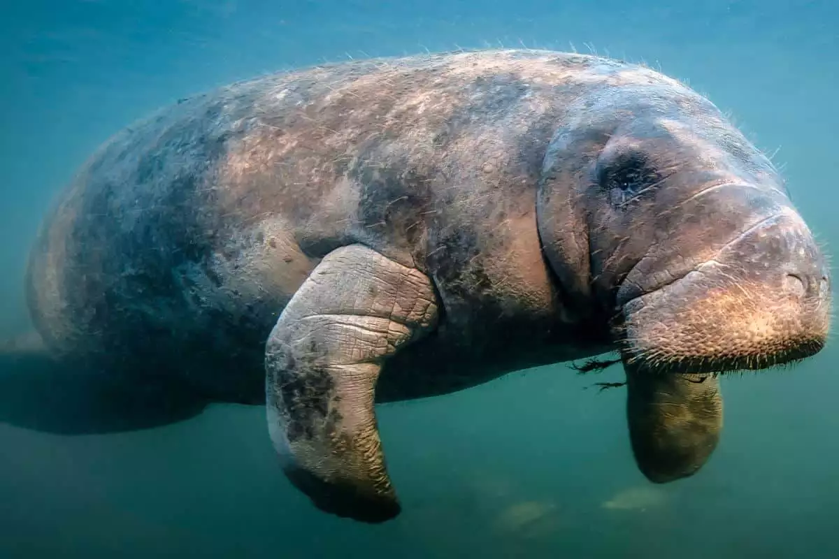 manatee swimming at a state park in florida