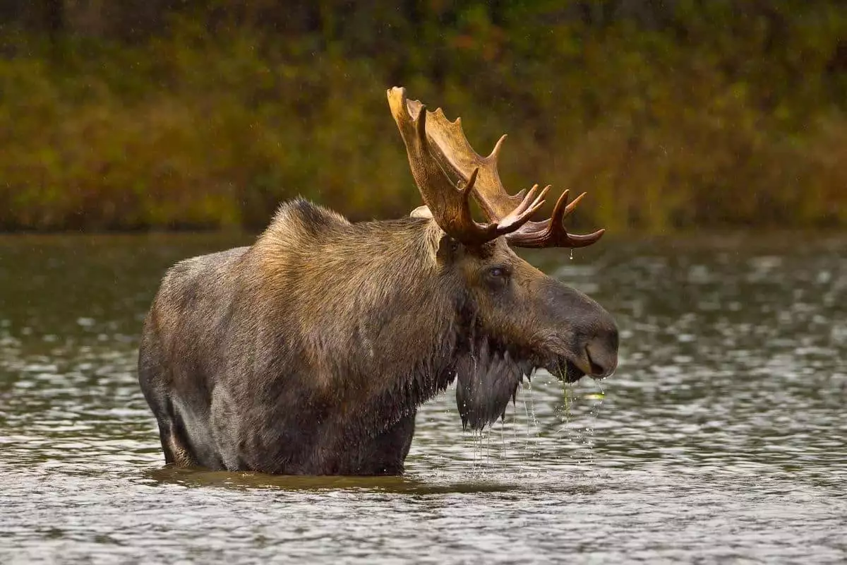 moose wading at a state park in maine