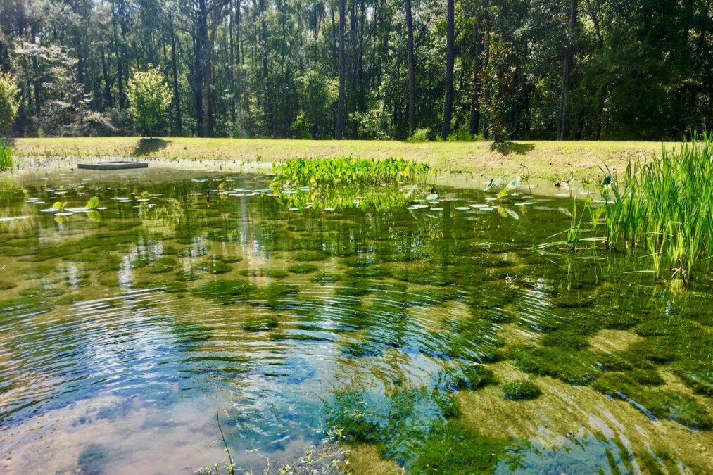 ripples in the water at a pond at Ochlockonee River State Park