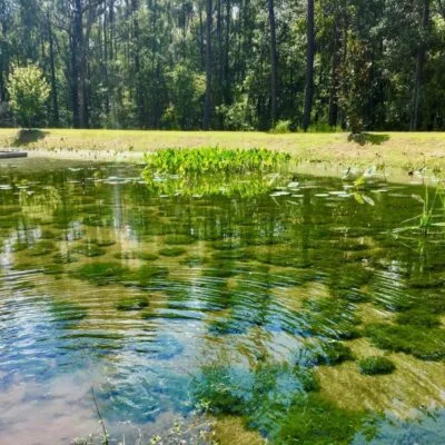 Ochlockonee River State Park