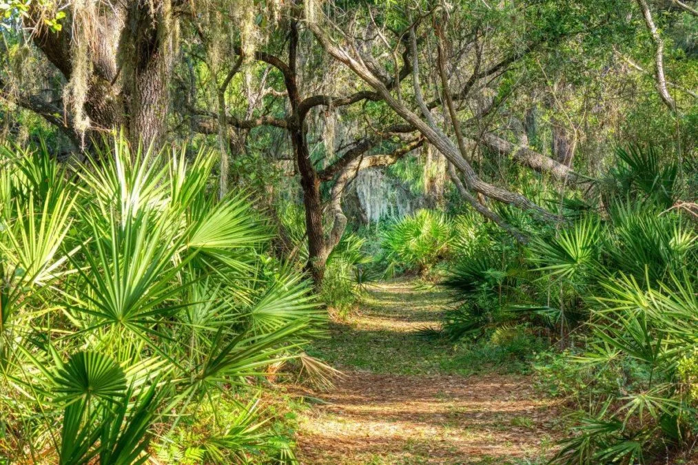 Hiking trail at Oscar Scherer State Park