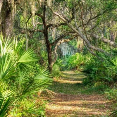 Oscar Scherer State Park