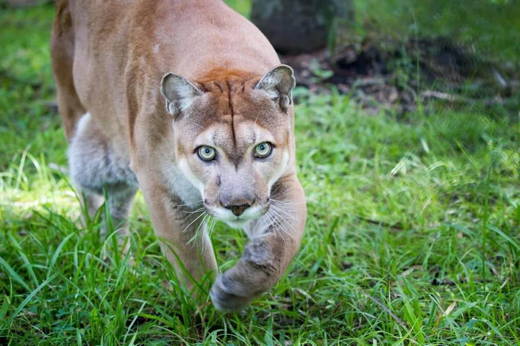 panther walking at a state park in florida