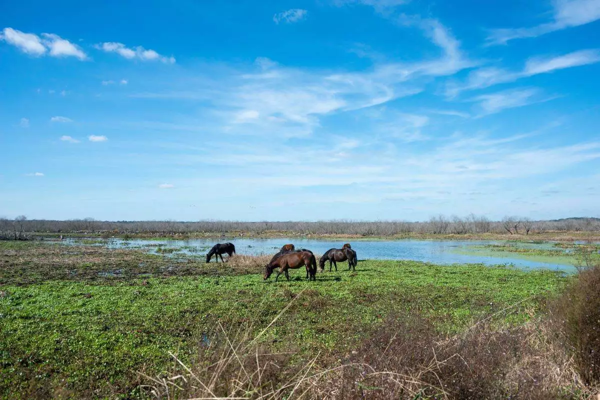 group of horses at Paynes Prairie Preserve State Park