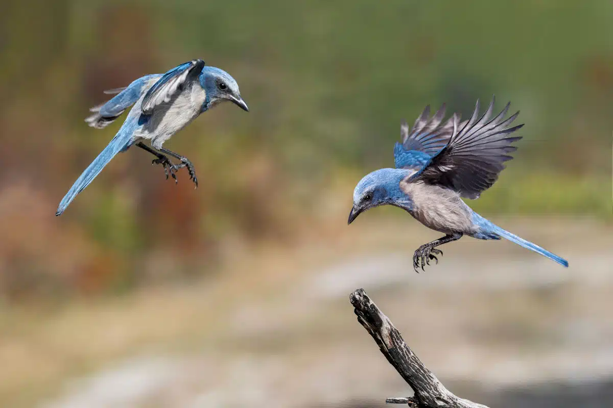 scrub jays at a state park in florida