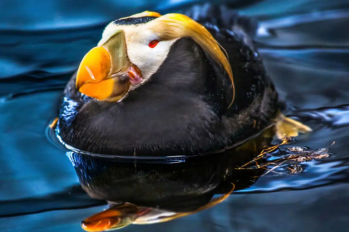 tufted puffin swimming at a state park in oregon