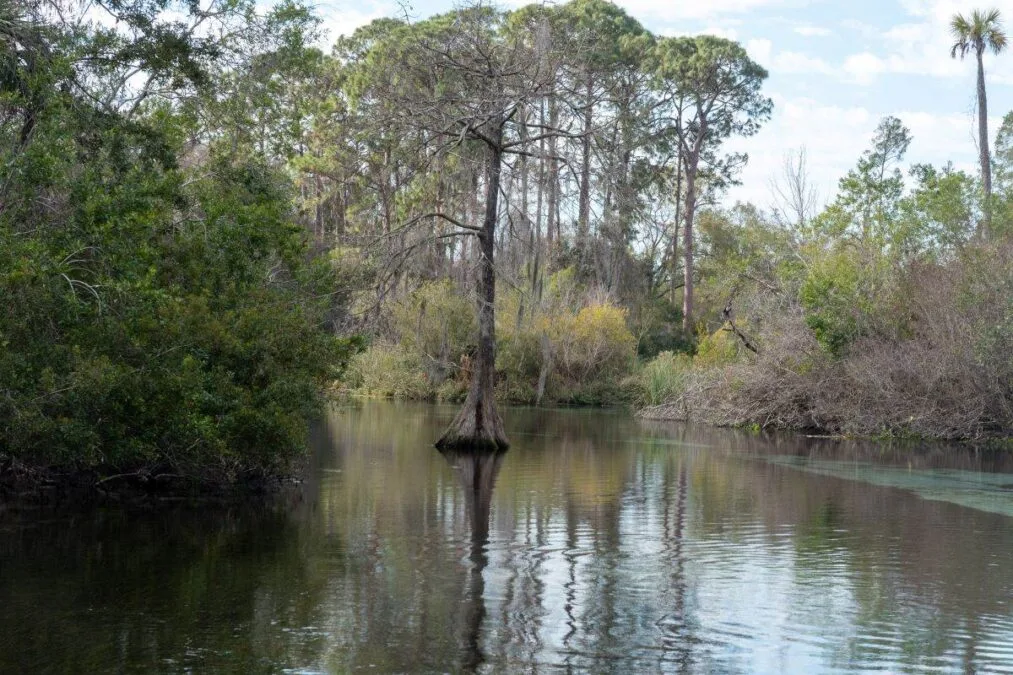 tree growing in the clear water at Weeki Wachee Springs State Park