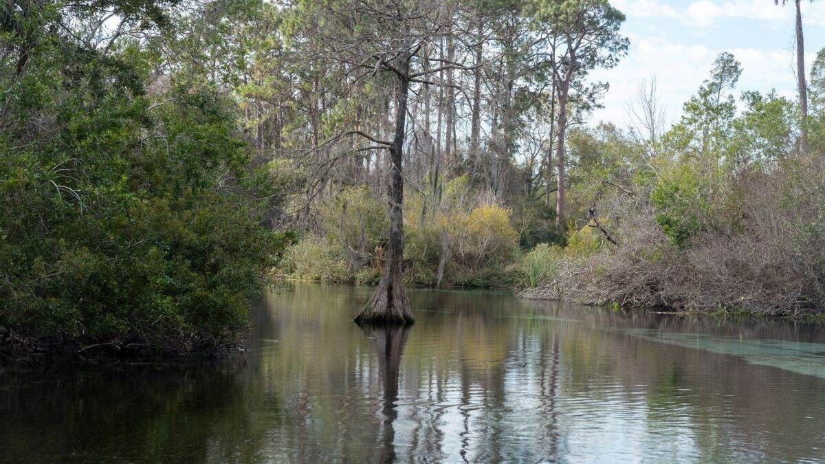 tree growing in the clear water at Weeki Wachee Springs State Park