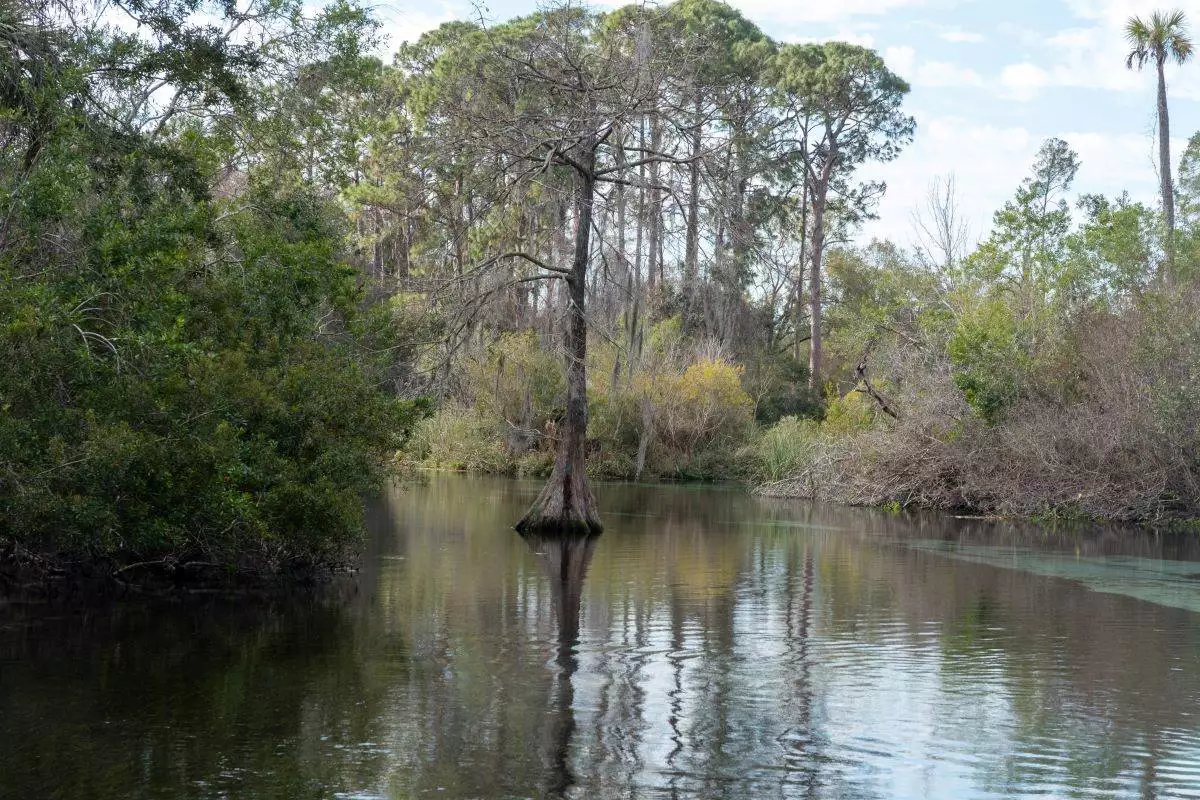 tree growing in the clear water at Weeki Wachee Springs State Park