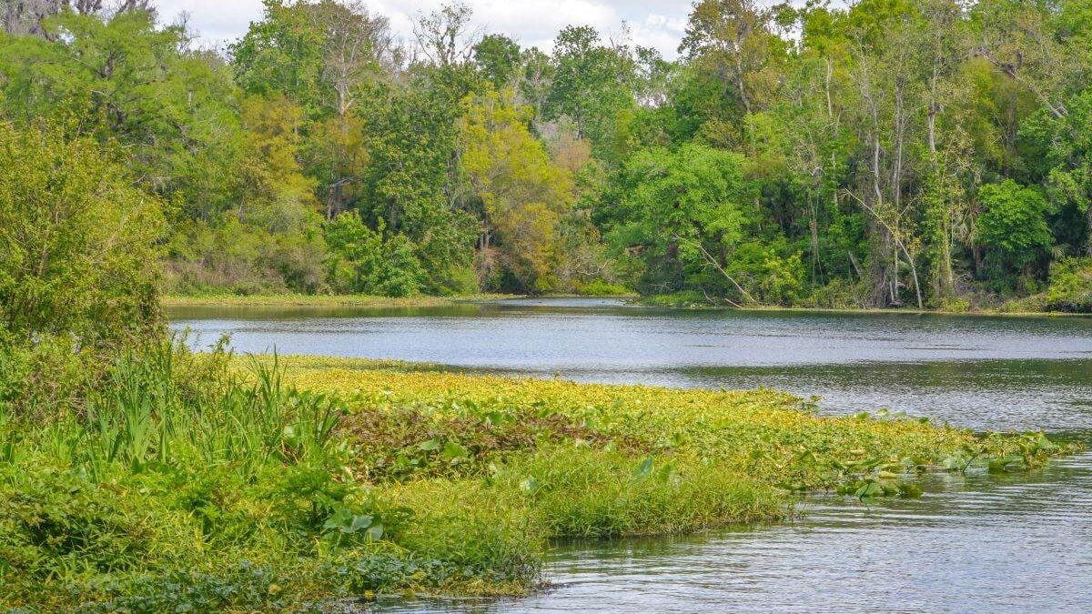 The Beautiful Wekiwa River slowly moving through Wekiwa Springs State Park in Opapka, Seminole County, Florida
