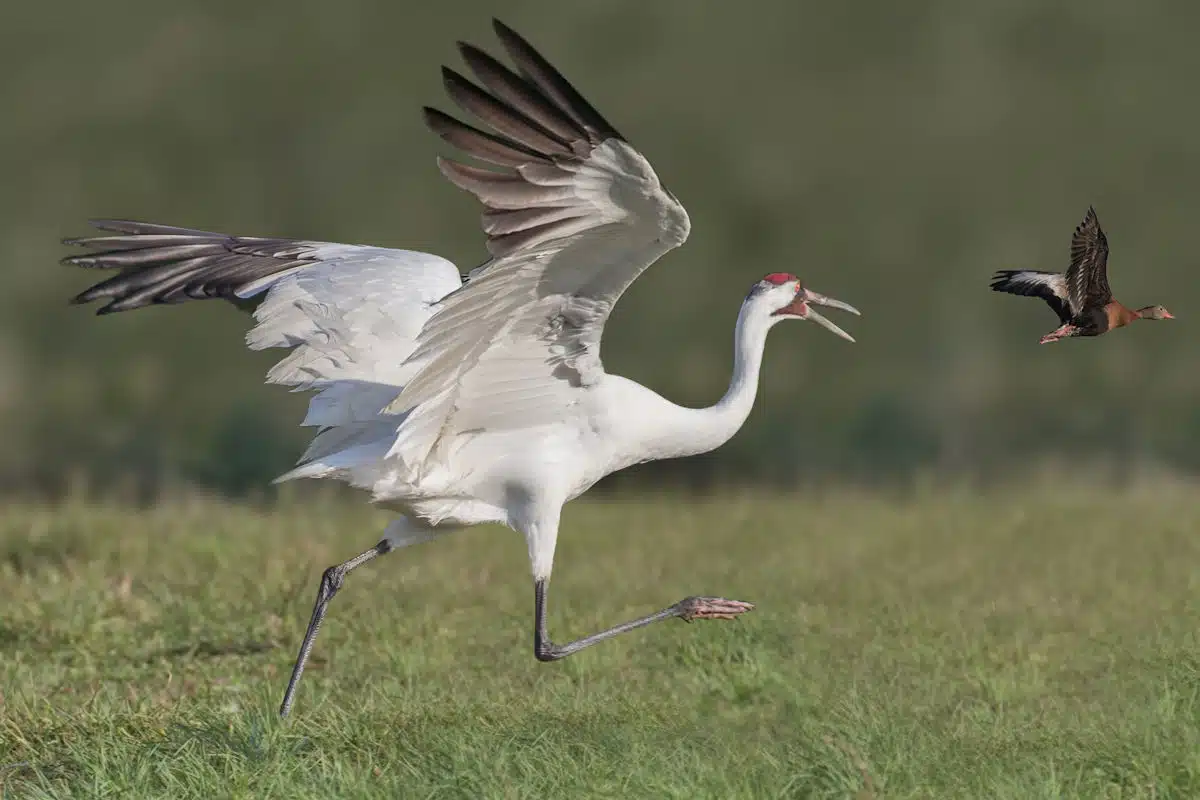 whooping crane in a texas state park