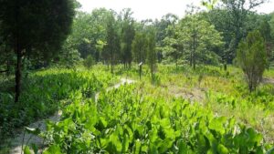 Adams Lake State Park