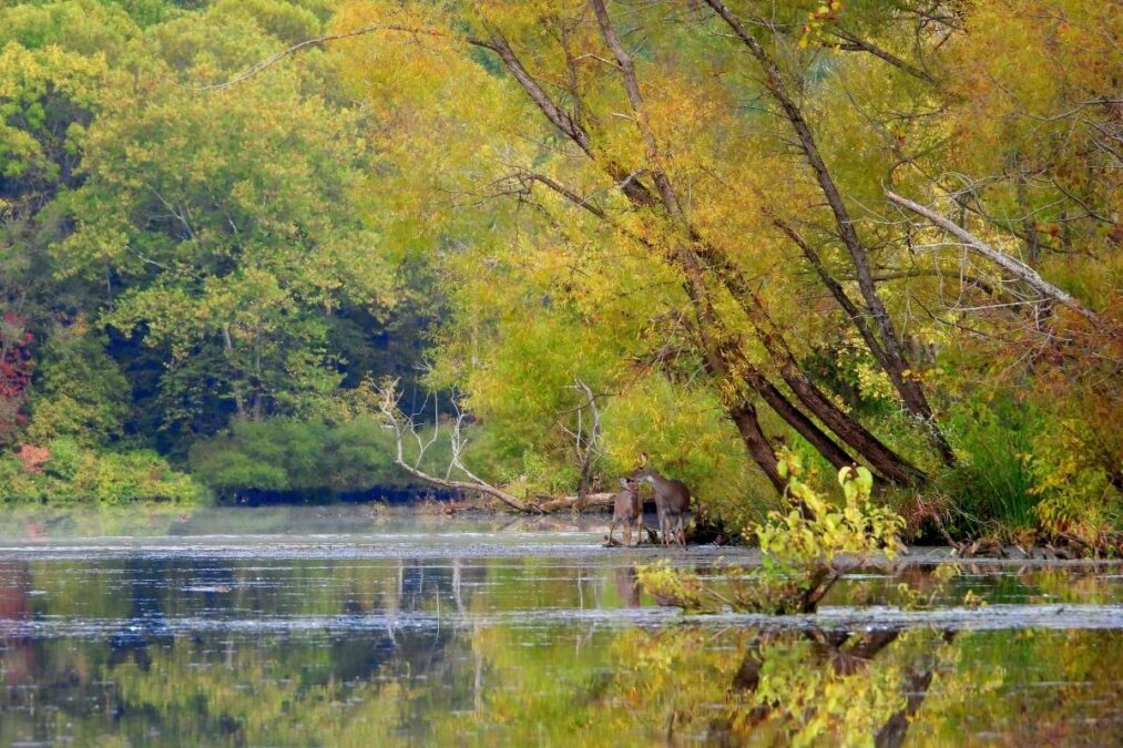 Deer at the edge of the lake at Burr Oak State Park
