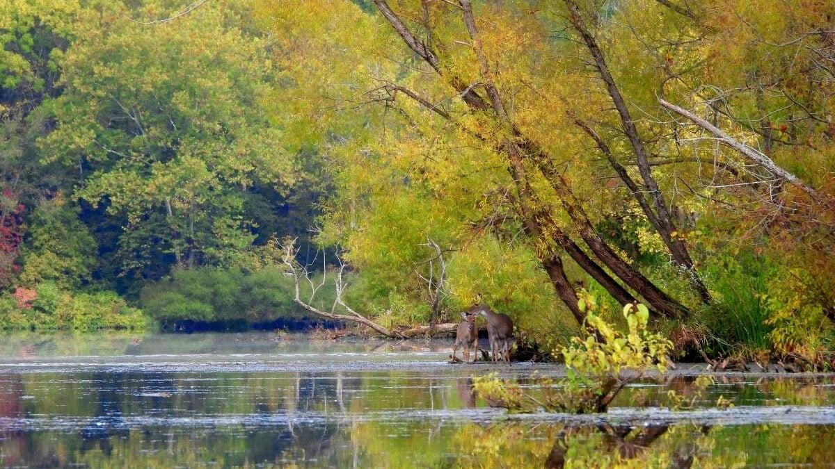 Deer at the edge of the lake at Burr Oak State Park