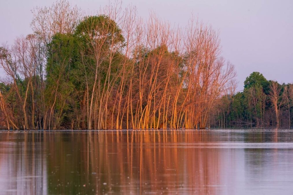 trees on the edge of the lake at East Harbor State Park